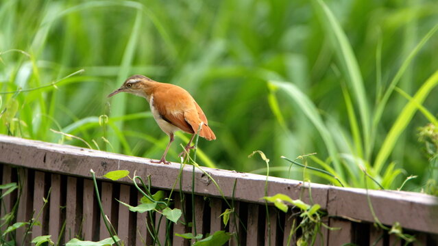 Pale-legged hornero (Furnarius leucopus) on a fence in the La Segua wetlands near Chone, Ecuador