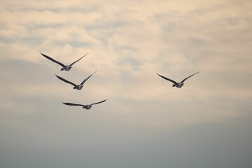 Scenic view of snow geese flock flying in a cloudy sky