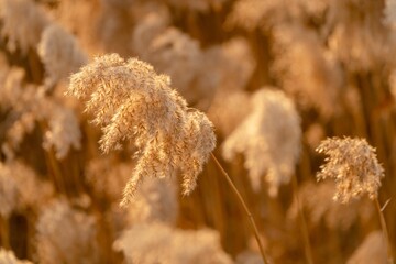 Closeup of a Pampas grass in a field in sunlight