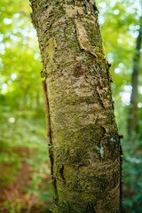 Obraz premium Vertical shot of a tree trunk in a forest in Taunus, Germany