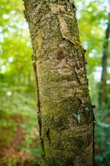 Vertical shot of a tree trunk in a forest in Taunus, Germany