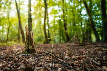 Shallow focus shot of a plant sprout in a forest