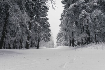 Road covered with snow in a forest of Taunus in Hessen, Germany during winter