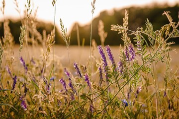 Selective focus shot of purple wildflowers in a field