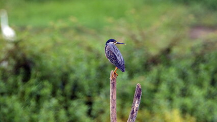 Striated Heron (Butorides striatus) perched on a post in the La Segua wetlands near Chone, Ecuador