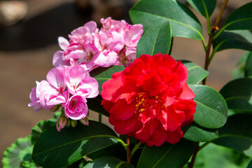 Tropical Plants Flowers Jungle and Beach Scenes