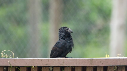 Groove-billed ani (Crotophaga sulcirostris) perched on a fence in the La Segua wetlands near Chone, Ecuador