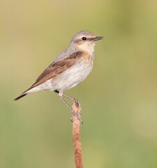 Closeup shot of a Whinchat perched on a branch