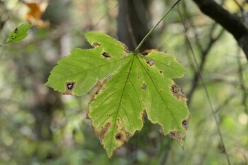 Beautiful closeup of a sick leaf with blurred background