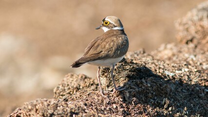 Closeup shot of a Little ringed plover walking on the sandy ground