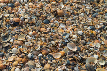 Russia. Dagestan. October 23, 2022. Seashells on the city beach in Makhachkala.