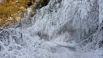 Beautiful shot of snow and rime covered branches