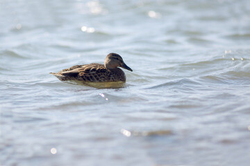 wild duck swimming in the pond. Image contains copy space