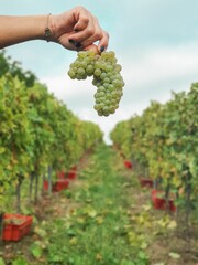 Beautiful shot of a female hand holding a grape during a harvest