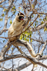 Verreaux's Sifaka - Propithecus verreauxi, dry forest Madagascar west coast, Cute primate, Madagascar endemite.
