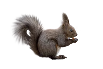  Squirrel © didka