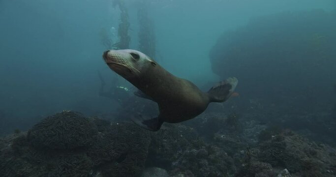 Curious California sea lion stares into camera lens with diver.