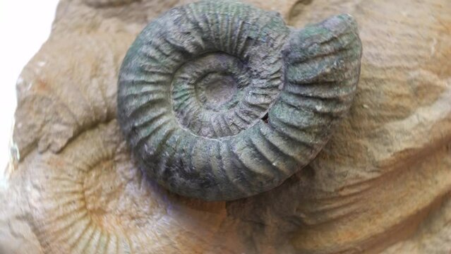 ammonites are an extinct subgroup