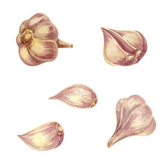 A set of garlic. Garlic heads, cloves. Watercolor illustration.