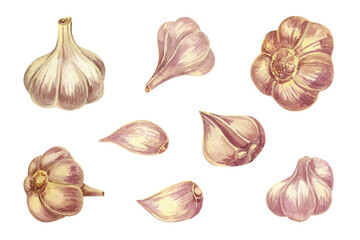 A large set of garlic. Garlic heads, cloves, different angles. Watercolor illustration.