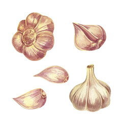 A set of garlic. Fragrant spice, garlic heads, cloves. Watercolor illustration.