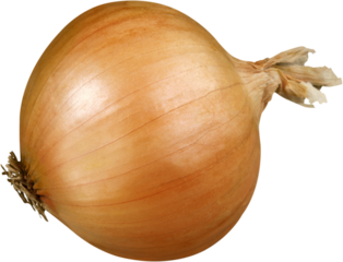 Ripe fresh onion vegetable on background