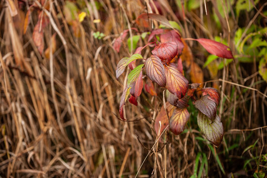 Herbstliche Blätter des roten Hartriegel Cornus sanguinea in Bauerngarten