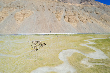 Landscape aerial view of herd of sheep and mountains with river and green valley in Himalayas with blue sky in Nubra valley, Jammu and Kashmir, India.