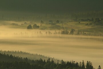 Beautiful view of trees on a hill covered in fog at sunset