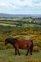 Vertical shot of a brown horse grazing in the mountains