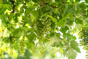 View of the unripe grapes hanging from the tree branch