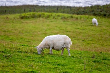 Obraz premium White British milksheep grazing in a green field