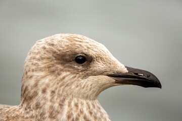 Closeup of a European herring gull head on a gray background