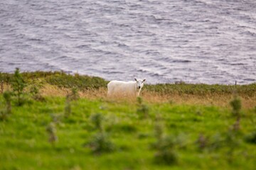 Selective focus of a sheep in greenery with wavy waters in the background