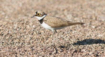 Closeup of a Little Ringed Plover on the ground outdoors