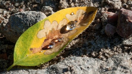 Closeup of water drops on a yellow leaf on the ground