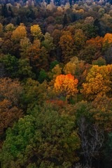 Fototapeta premium Vertical aerial of a colorful autumn forest with misty background