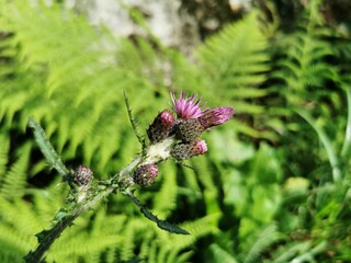 Selective focus of a sunlit Marsh thistle with green leaves blurred background