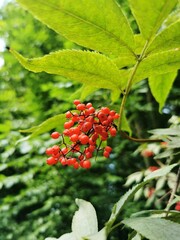Vertical closeup of red Elderberry (Sambucus racemosa) on the branch, leaves blurred background