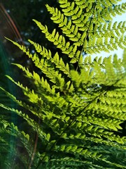 Vertical closeup of sunlit fern leaves, sky blurred background © Marianna Jaszczuk/Wirestock Creators