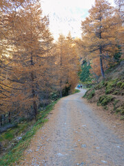 Herbstwanderung zum Hirzer Südtirol