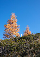 Fototapeta premium Herbst in den Bergen Südtirols