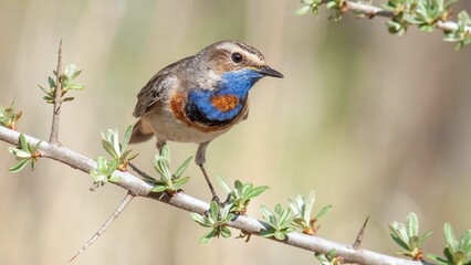 Selective focus shot of a bluethroat bird perched on a tree branch