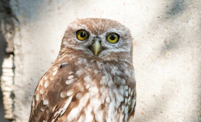 Closeup shot of a brown little owl perched near a wall