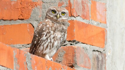 Closeup shot of a brown little owl perched on a brick wall