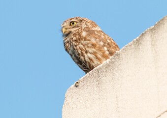 Low angle shot of a brown little owl perched on a stone wall