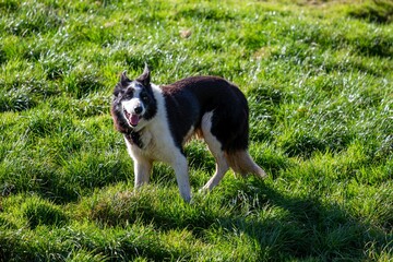 Black and white dog standing in the green meadows