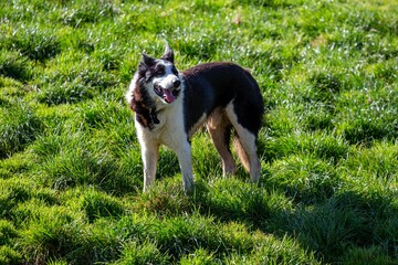 Black and white dog standing in the green meadows