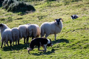 Flock of sheep chased by the dog in the meadows