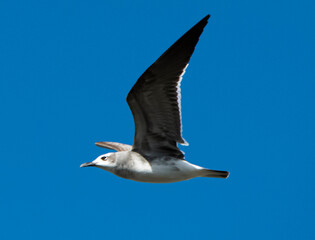 Seabird In Flight